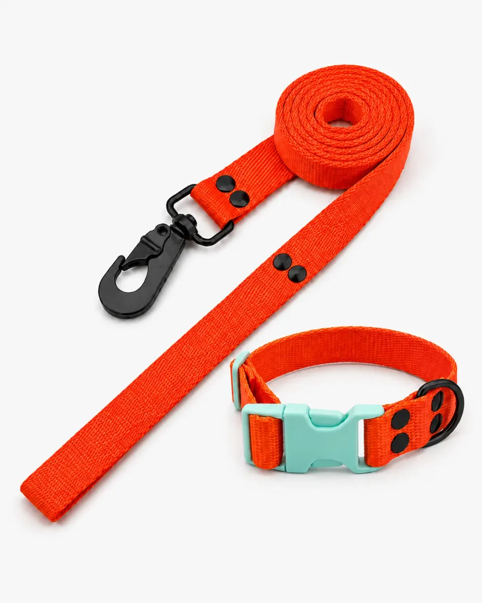 Conjunto Collar Full Color + Correa Full Color