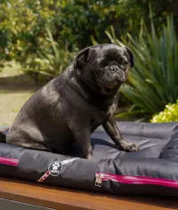 ALMOHADON NEGRO O GRIS OSCURO PERROPOLIS TALLE S