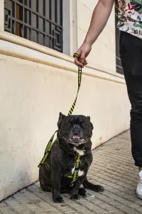 pretal sublimado reforzado XL-XXL 40mm