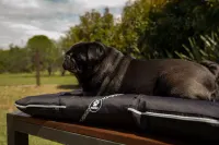 ALMOHADON NEGRO O GRIS OSCURO PERROPOLIS TALLE L